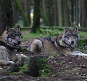 Leonhardi